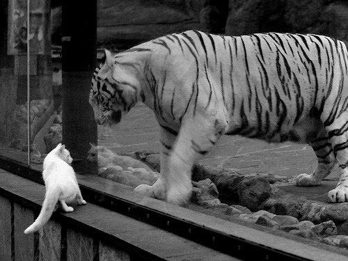 “2025世界运动会:东安湖体育公园成为运动新地标”