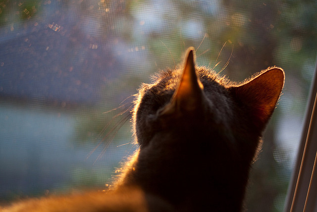 五大联赛射门转换率是否正成为评估锋线核心指标,五大联赛射门转化率
