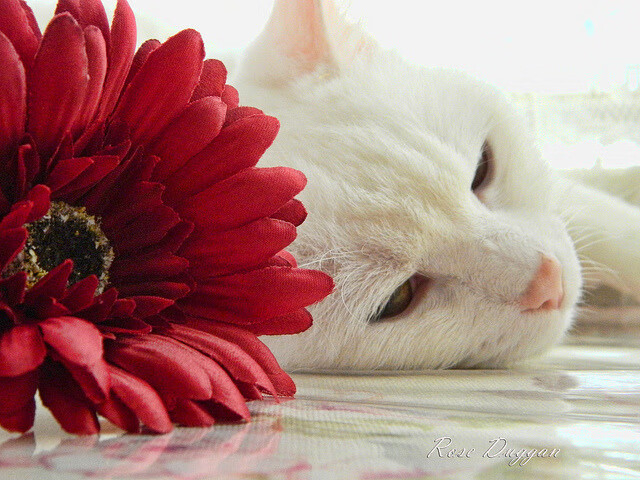 斯图加特重视强度训练整体运行快速节奏，斯图加特是什么意思