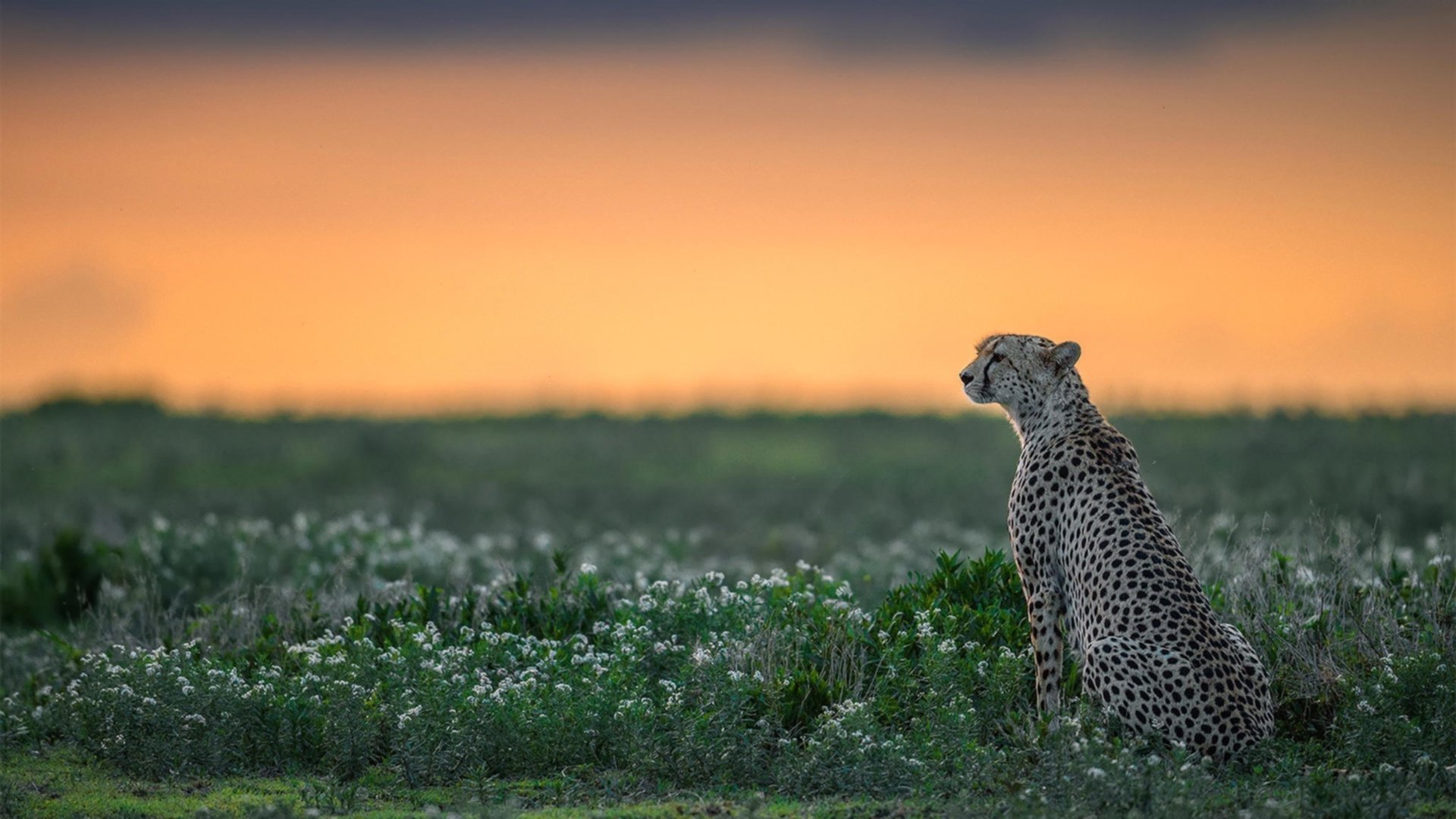 爱游戏ayx官网-中国足球联赛推广非比赛日球迷社交活动体系，中国足球非官方发言人