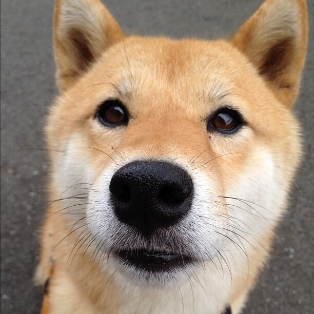 中国足球联赛推广非比赛日球迷社交活动体系,中国足球非官方发言人